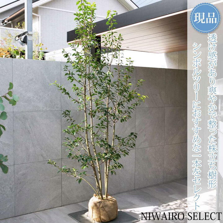 楽天市場】【現品】【ソヨゴ】株立ち 自然風樹形 雌株 樹高H≒230 × 枝 