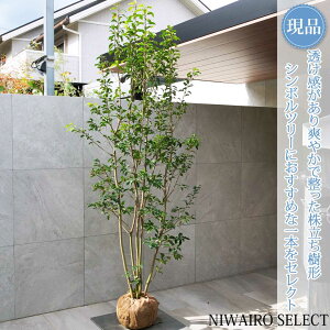 yizy\Sz R` @H220 × }W100cm@ Ύ V{c[ A   A a m K[fjO yz