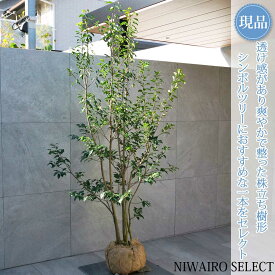 【現品】【ソヨゴ】株立ち 自然風樹形 雌株　樹高H≒190 × 枝張W≒110cm　高木 常緑樹 シンボルツリー 植木 庭木 樹木 植栽 和風 洋風 ガーデニング おしゃれ【送料無料】