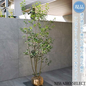 yizy\Sz R` @H200 × }W90cm@ Ύ V{c[ A   A a m K[fjO yz