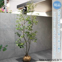 楽天市場】ソヨゴ 株立ち 3mの通販