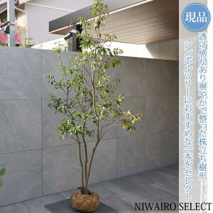 yizy\Sz{ R` @H205 × }W100cm@ Ύ V{c[ A   A a m K[fjO yz