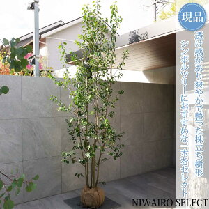 yizy\Sz R` @H260 × }W100cm@ Ύ V{c[ A   A a m K[fjO yz