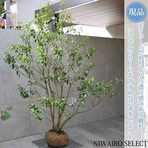 yizy\Sz R` @H210 × }W160cm@ Ύ V{c[ A   A a m K[fjO yz