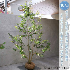 【現品】【ソヨゴ】株立ち 自然風樹形 雌株　樹高H≒200 × 枝張W≒130cm　高木 常緑樹 シンボルツリー 植木 庭木 樹木 植栽 和風 洋風 ガーデニング おしゃれ【送料無料】