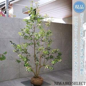 yizy\Sz R` @H200 × }W130cm@ Ύ V{c[ A   A a m K[fjO yz