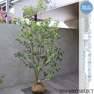 yizy\Sz R` @H230 × }W120cm@ Ύ V{c[ A   A a m K[fjO yz