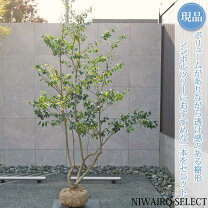楽天市場】ソヨゴ 株立ち 3mの通販