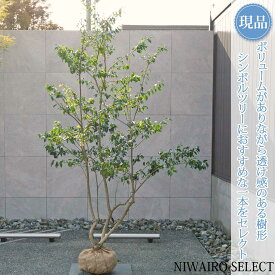【現品】【ソヨゴ】本株立ち 自然風樹形 雌株　樹高H≒240 × 枝張W≒160cm　高木 常緑樹 シンボルツリー 植木 庭木 樹木 植栽 和風 洋風 ガーデニング おしゃれ【送料無料】