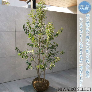 植木 ソヨゴ 株立ち」の人気商品一覧 | 安い商品を通販サイトから探す 