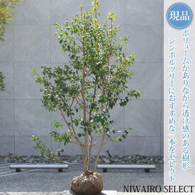 【現品】【ソヨゴ】本株立ち 自然風樹形 雌株　樹高H≒200 × 枝張W≒115cm　高木 常緑樹 シンボルツリー 植木 庭木 樹木 植栽 和風 洋風 ガーデニング おしゃれ【送料無料】