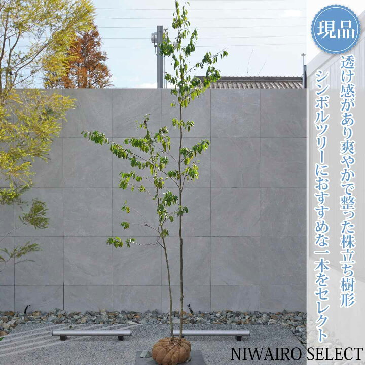 楽天市場】【現品】山採り【ソヨゴ】株立ち 自然風樹形 雌雄不明 樹高H 