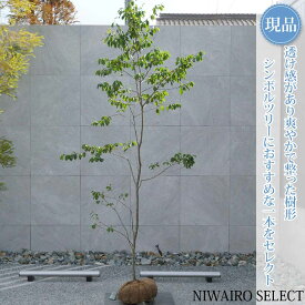 【現品】山採り【ソヨゴ】自然風樹形 雌雄不明　樹高H≒240 × 枝張W≒110cm　高木 常緑樹 シンボルツリー 植木 庭木 樹木 植栽 和風 洋風 ガーデニング おしゃれ【送料無料】