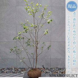 【現品】山採り【ソヨゴ】自然風樹形 株立ち 雌雄不明　樹高H≒195 × 枝張W≒120cm　高木 常緑樹 シンボルツリー 植木 庭木 樹木 植栽 和風 洋風 ガーデニング おしゃれ【送料無料】