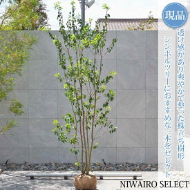 【現品】【ソヨゴ】株立ち 自然風樹形 雌株　樹高H≒270 × 枝張W≒110cm　高木 常緑樹 シンボルツリー 植木 庭木 樹木 植栽 和風 洋風 ガーデニング おしゃれ【送料無料】