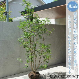 【現品】【ソヨゴ】本株立ち 自然風樹形 雌株　樹高H≒235 × 枝張W≒100cm　高木 常緑樹 シンボルツリー 植木 庭木 樹木 植栽 和風 洋風 ガーデニング おしゃれ【送料無料】