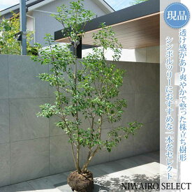 【現品】【ソヨゴ】株立ち 自然風樹形 雌株　樹高H≒230 × 枝張W≒120cm　高木 常緑樹 シンボルツリー 植木 庭木 樹木 植栽 和風 洋風 ガーデニング おしゃれ【送料無料】
