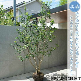 【現品】【ソヨゴ】株立ち 自然風樹形 雌株　樹高H≒235 × 枝張W≒130cm　高木 常緑樹 シンボルツリー 植木 庭木 樹木 植栽 和風 洋風 ガーデニング おしゃれ【送料無料】