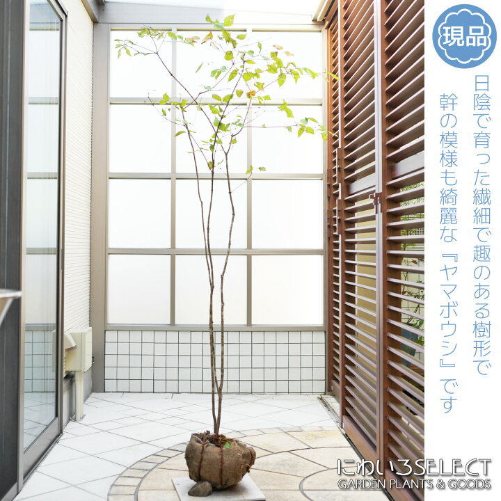 楽天市場 ヤマボウシ 株立ち 山採り 樹高h 170 枝張w 100cm 高木 植木 庭木 樹木 雑木 観葉植物 グリーン 落葉樹 緑 植物 苗木 ガーデニング インテリア エクステリア 送料無料 にわいろselect