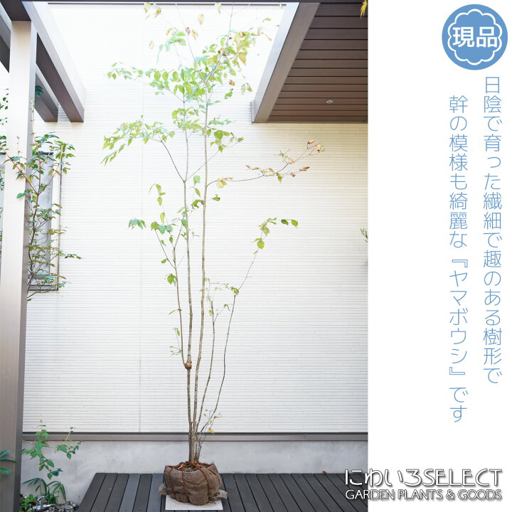 楽天市場】山採り【ヤマボウシ】 株立ち 自然樹形 樹高H≒300 × 枝張W 