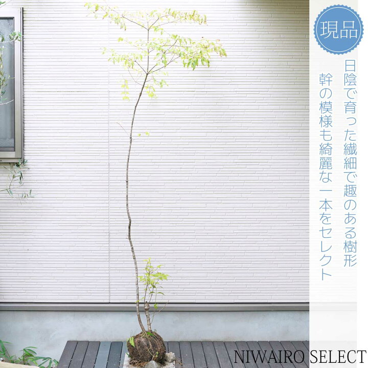 楽天市場】山採り【ヤマボウシ】 株立ち 自然樹形 樹高H≒190 × 枝張W 