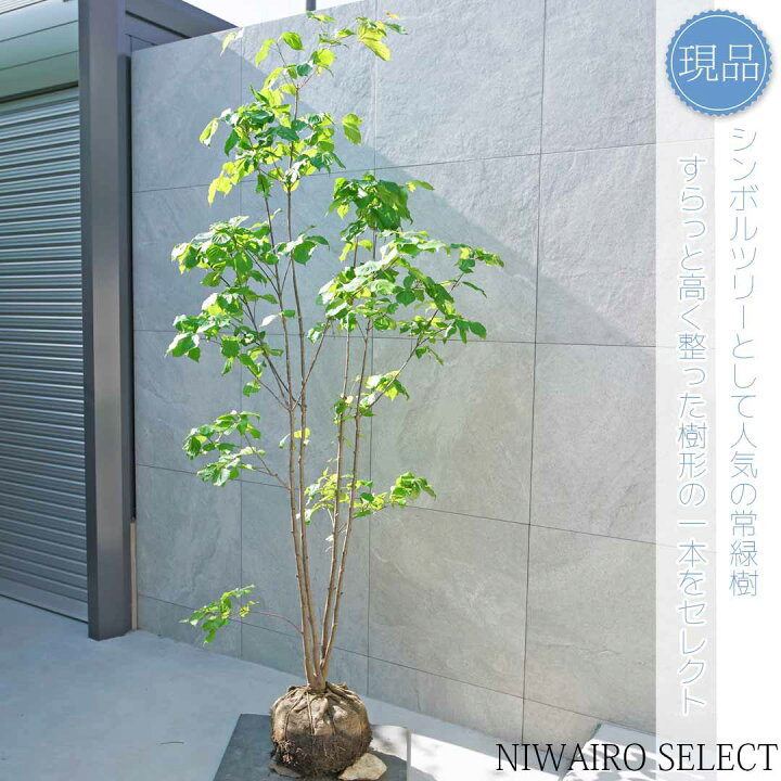 楽天市場】【現品】【ヤマボウシ】山法師 本株立ち 自然風樹形 樹高H 