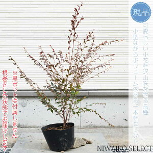 yizycoL Giz JA JXP[h qTUJ R`@H70 × }W60cm@ Ύ V{c[ A   A a m K[fjO y