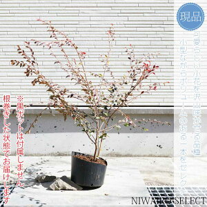 yizycoL Giz JA JXP[h qTUJ R`@H60 × }W85cm@ Ύ V{c[ A   A a m K[fjO y