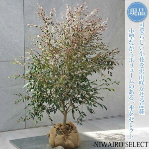 �y���i�z�y�c�o�L �G���i�z�� �J�����A �J�X�P�[�h �q���T�U���J ���R�����`�@����H��90 × �}��W��75cm�@��� ��Ύ� �V���{���c���[ �A�� ��� ���� �A�� �a�� �m�� �K�[�f�j���O �������y