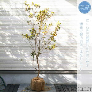 yizyTNccWzR`@H120 × }W60cm@ Ύ V{c[ A   A a m K[fjO yz