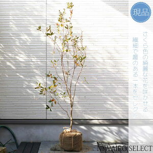 yizyTNccWzR`@H125 × }W50cm@ Ύ V{c[ A   A a m K[fjO yz