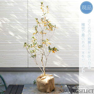 yizyTNccWzR`@H90 × }W45cm@ Ύ V{c[ A   A a m K[fjO yz