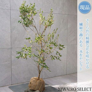 yizyTNccWzR`@H110 × }W70cm@ Ύ V{c[ A   A a m K[fjO yz