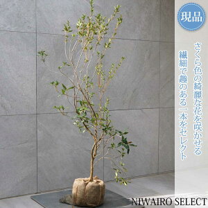 yizyTNccWzR`@H120 × }W70cm@ Ύ V{c[ A   A a m K[fjO yz