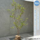 【現品】【サクラツツジ】自然風樹形　樹高H≒145 × 枝張W≒80cm　低木 常緑樹 シンボルツリー 植木 庭木 樹木 植栽 …