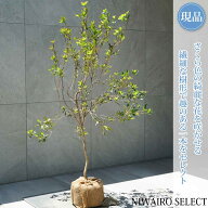 【現品】【サクラツツジ】自然風樹形　樹高H≒110 × 枝張W≒80cm　低木 常緑樹 シンボルツリー 植木 庭…