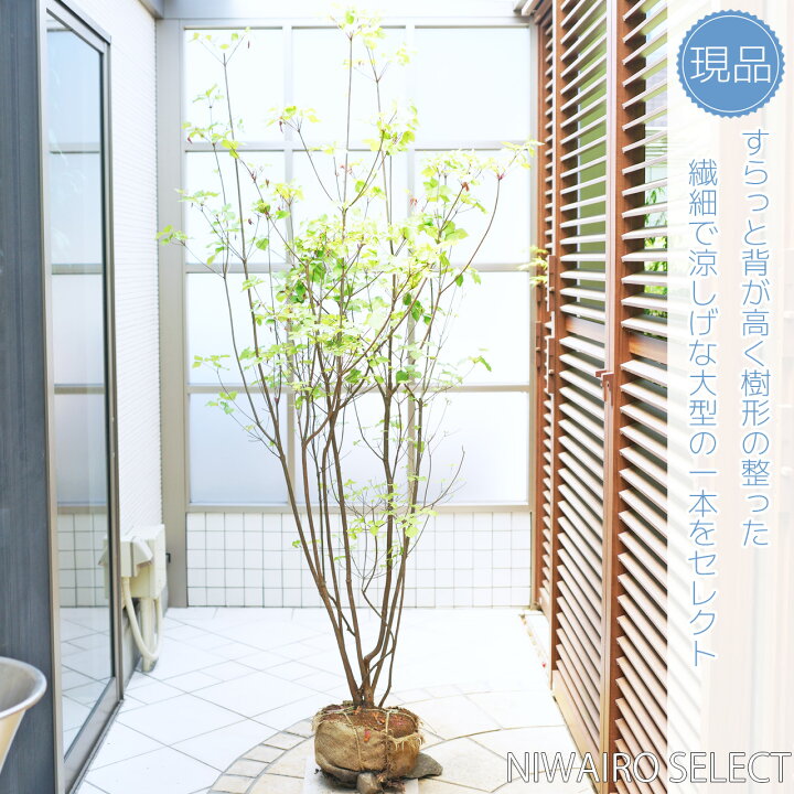 楽天市場】【ミツバツツジ】 自然樹形 樹高H≒220 × 枝張W≒80cm 低木 