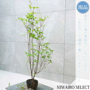 y~coccWzOtUP  R`@H130 × }W60cm@ t V{c[ A   A a m K[fjO yz