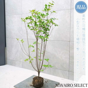 y~coccWzOtUP R`@H125 × }W65cm@ t V{c[ A   A a m K[fjO yz