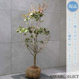 y~coccWzOtUP R`@H120 × }W60cm@ t V{c[ A   A a m K[fjO yz