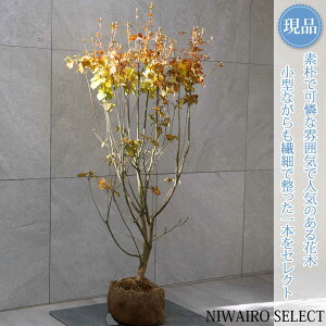 y~coccWzOtUP R`@H120 × }W60cm@ t V{c[ A   A a m K[fjO yz