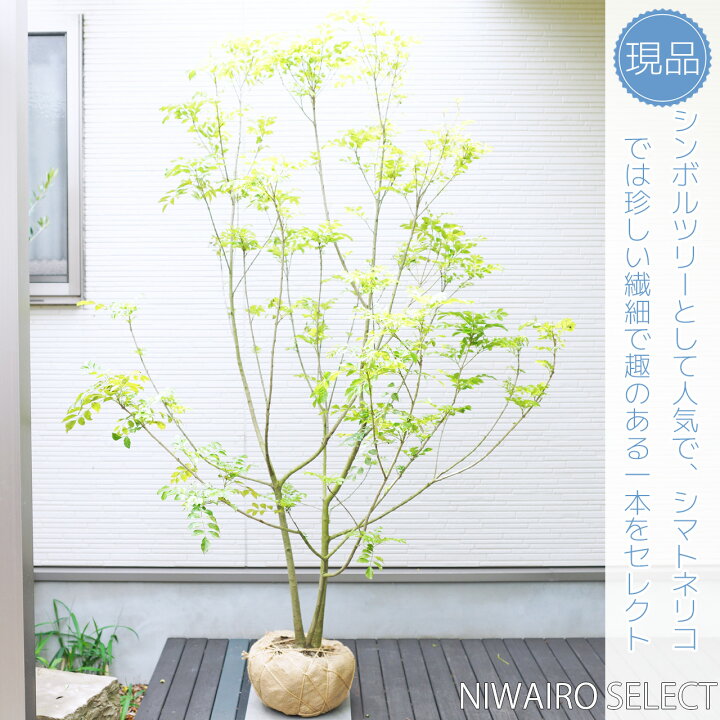 楽天市場】【シマトネリコ】 株立ち 自然樹形 樹高H≒185 × 枝張W 
