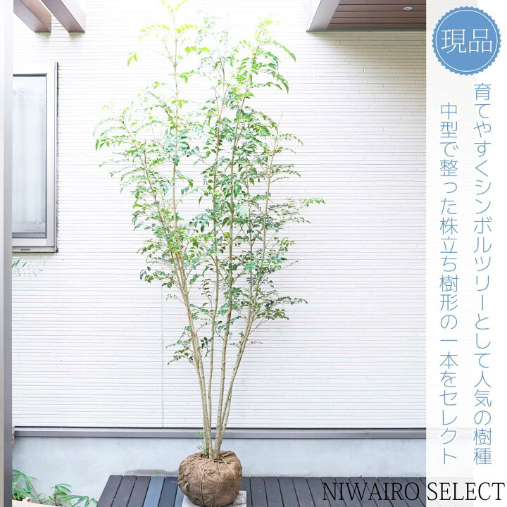 楽天市場】【シマトネリコ】 株立ち 自然樹形 樹高H≒225 × 枝張W 