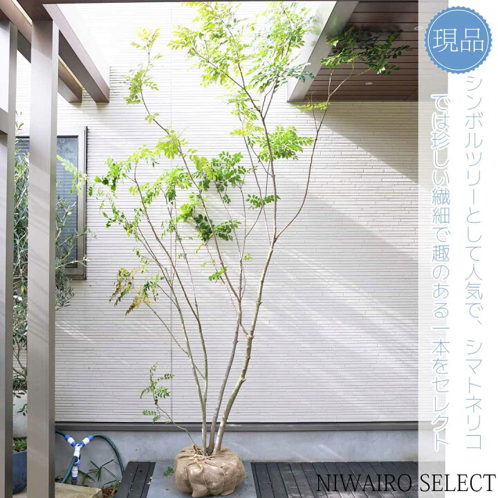 楽天市場】【シマトネリコ】株立ち 自然風樹形 樹高H≒260 × 枝張W 