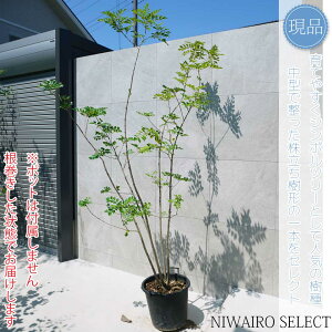 yV}glRz R`@H220 × }W130cm@ Ύ V{c[ A   A a m K[fjO yz