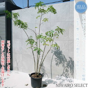 yV}glRz R`@H220 × }W160cm@ Ύ V{c[ A   A a m K[fjO yz