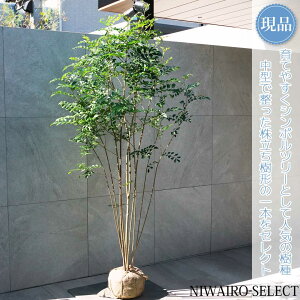 【現品】【シマトネリコ】株立ち 自然風樹形 樹高H≒180 × 枝張W≒80cm 高木 常緑樹 シンボルツリー 植木 庭木 樹木 植栽 和風 洋風 ガーデニング おしゃれ【送料無料】