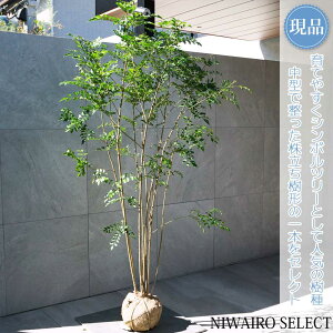 【現品】【シマトネリコ】株立ち 自然風樹形 樹高H≒180 × 枝張W≒100cm 高木 常緑樹 シンボルツリー 植木 庭木 樹木 植栽 和風 洋風 ガーデニング おしゃれ【送料無料】