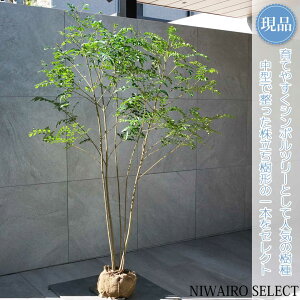 【現品】【シマトネリコ】株立ち 自然風樹形 樹高H≒150 × 枝張W≒110cm 高木 常緑樹 シンボルツリー 植木 庭木 樹木 植栽 和風 洋風 ガーデニング おしゃれ【送料無料】