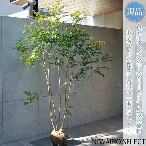 �y���i�z�y�V�}�g�l���R�z������ ���R�����`�@����H��180 × �}��W��120cm�@���� ��Ύ� �V���{���c���[ �A�� ��� ���� �A�� �a�� �m�� �K�[�f�j���O �������y���������z